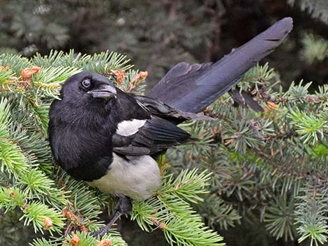 Black-billed Magpie (Pica hudsonia)