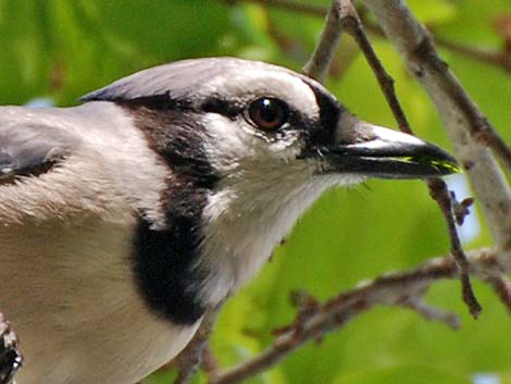 Blue Jay (Cyanocitta cristata)