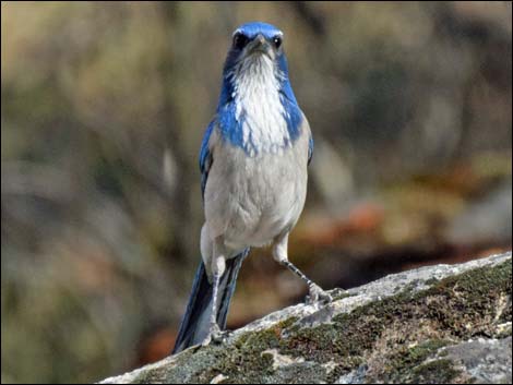 Western Scrub-Jay (Aphelocoma californica)