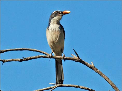 Western Scrub-Jay (Aphelocoma californica)