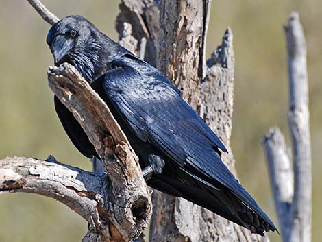 Chihuahuan Raven (Corvus cryptoleucus)