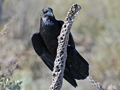 Chihuahuan Raven (Corvus cryptoleucus)