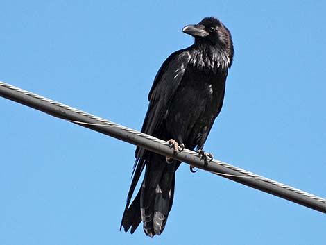 Chihuahuan Raven (Corvus cryptoleucus)