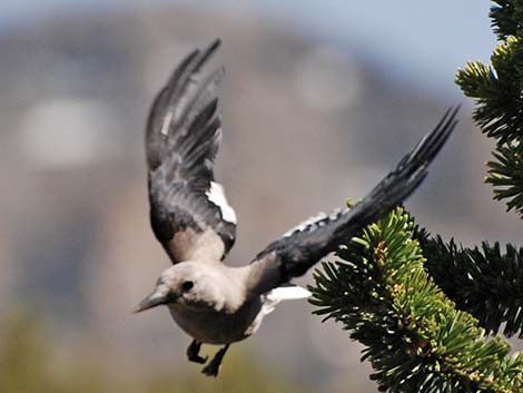 Clark's Nutcracker (Nucifraga columbiana)