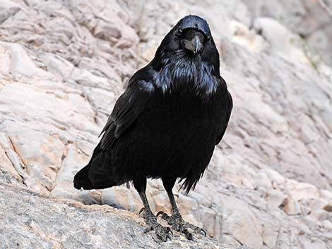 Common Raven (Corvus corax)