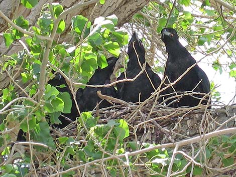 Common Raven (Corvus corax)