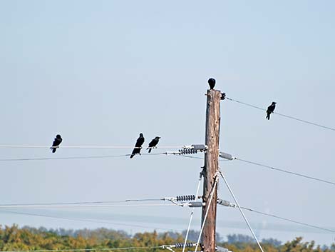 Fish Crow (Corvus ossifragus)