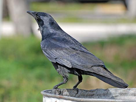 Fish Crow (Corvus ossifragus)