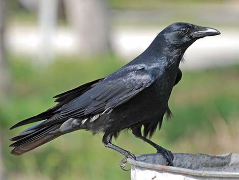 Fish Crow (Corvus ossifragus)