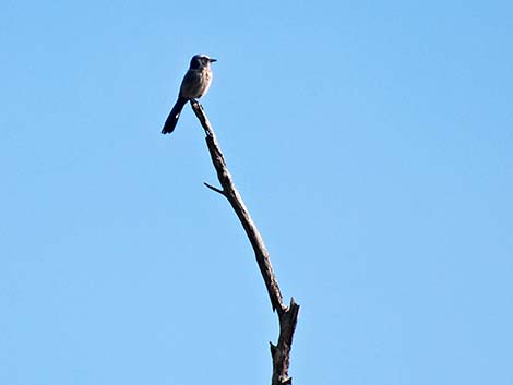 Florida Scrub-Jay (Aphelocoma coerulescens)