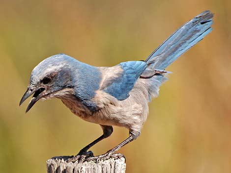 Florida Scrub-Jay (Aphelocoma coerulescens)