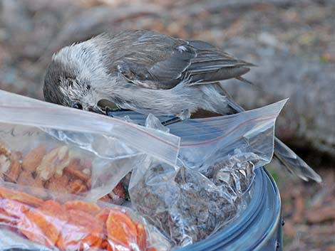 Canada Jay (Perisoreus canadensis)