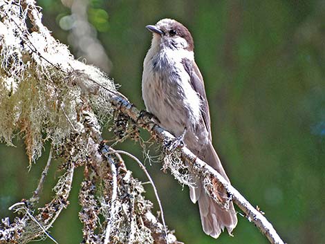 Canada Jay (Perisoreus canadensis)