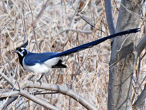 Black-throated Magpie Jay (Calocitta colliei)