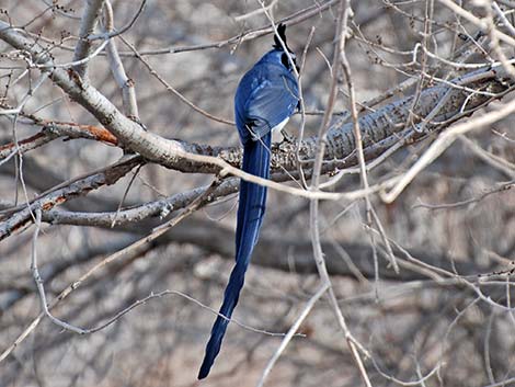 Black-throated Magpie Jay (Calocitta colliei)