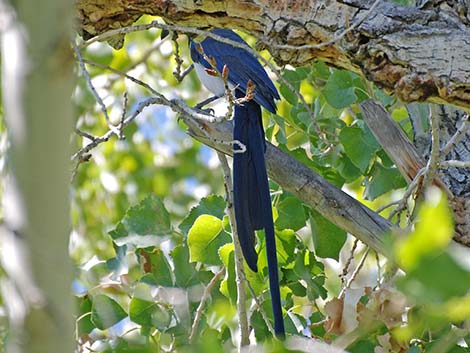 Black-throated Magpie Jay (Calocitta colliei)