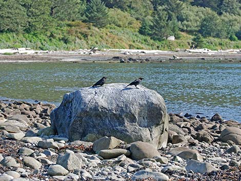 Northwestern Crow (Corvus caurinus)