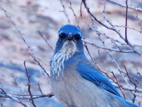 Western Scrub-Jay (Aphelocoma californica)