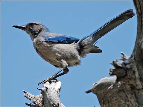 Western Scrub-Jay (Aphelocoma californica)