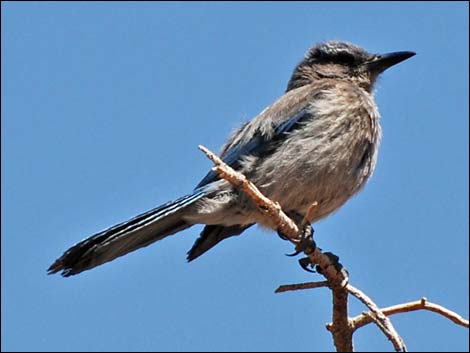 Western Scrub-Jay (Aphelocoma californica)