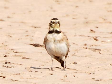 Horned Lark (Eremophila alpestris)