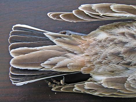 Horned Lark (Eremophila alpestris)