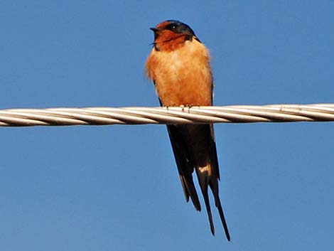 Barn Swallow (Hirundo rustica)