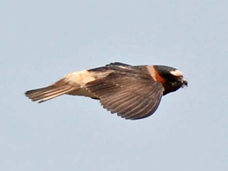 Cliff Swallow (Petrochelidon pyrrhonota)