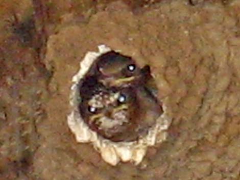 Cliff Swallow (Petrochelidon pyrrhonota)