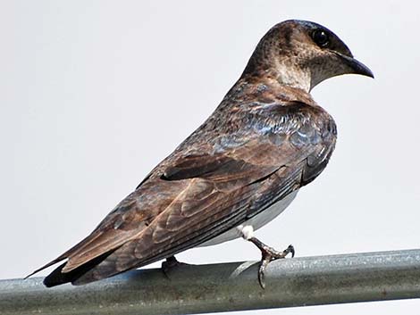 Purple Martin (Progne subis)