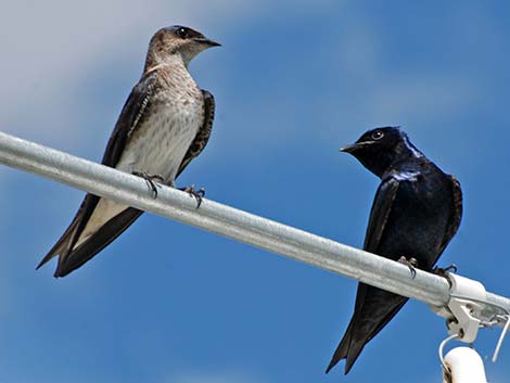 Purple Martin (Progne subis)