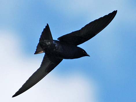 Purple Martin (Progne subis)