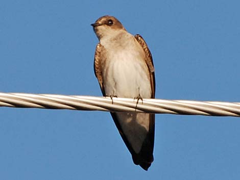 Northern Rough-winged Swallow (Stelgidopteryx serripennis)