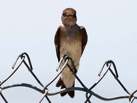 Northern Rough-winged Swallow (Stelgidopteryx serripennis)