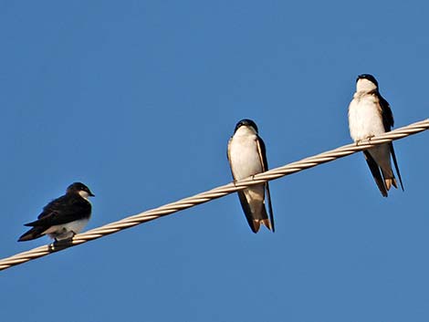 Tree Swallow (Tachycineta bicolor)