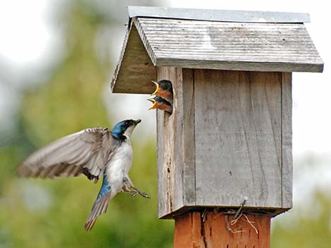 Tree Swallow (Tachycineta bicolor)