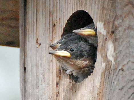 Tree Swallow (Tachycineta bicolor)