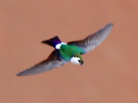 Violet-green Swallow (Tachycineta thalassina)