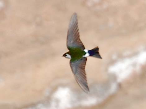 Violet-green Swallow (Tachycineta thalassina)