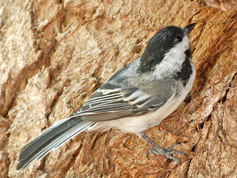 Black-capped Chickadee (Poecile atricapillus)