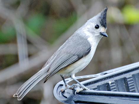 Black-crested Titmouse (Baeolophus atricristatus)