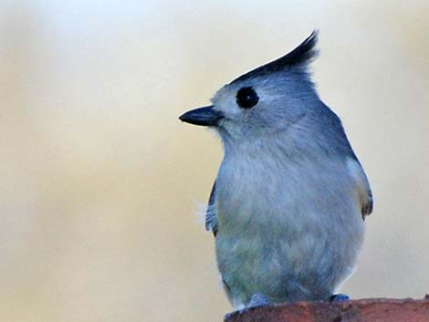 Black-crested Titmouse (Baeolophus atricristatus)