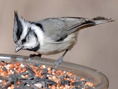 Bridled Titmouse (Baeolophus wollweberi)