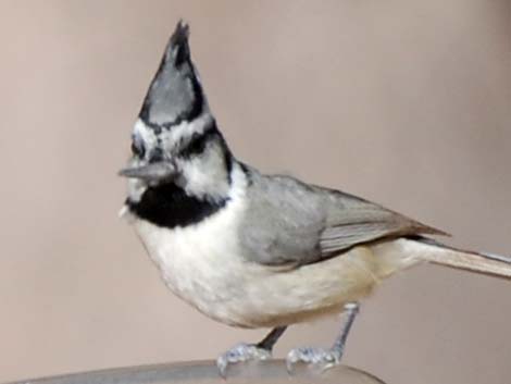 Bridled Titmouse (Baeolophus wollweberi)