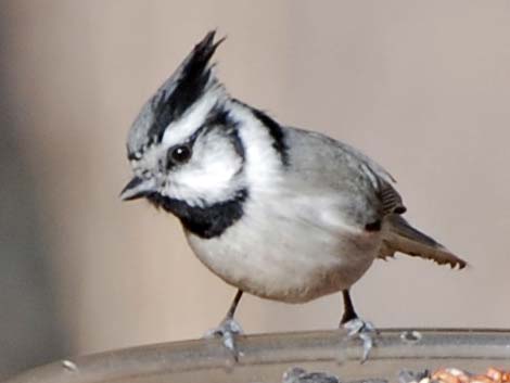 Bridled Titmouse (Baeolophus wollweberi)