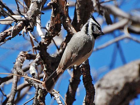 Bridled Titmouse (Baeolophus wollweberi)