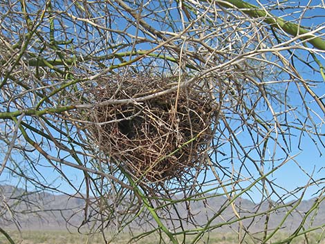 Verdin (Auriparus flaviceps)