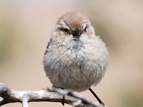 Bushtit (Psaltriparus minimus)