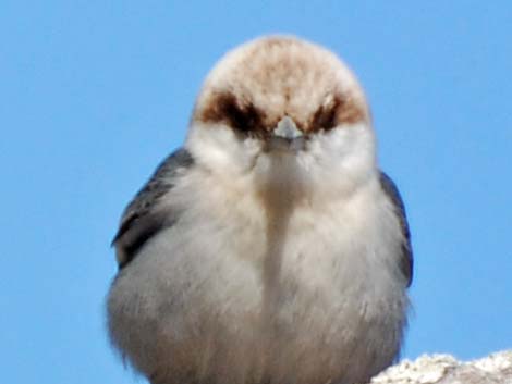 Brown-headed Nuthatch (Sitta pusilla)