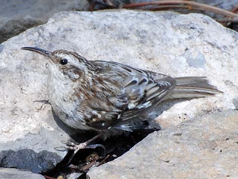 Brown Creeper (Certhia americana)